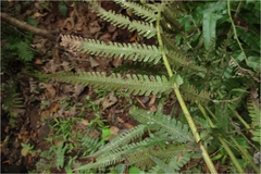 Thelypteris dentata